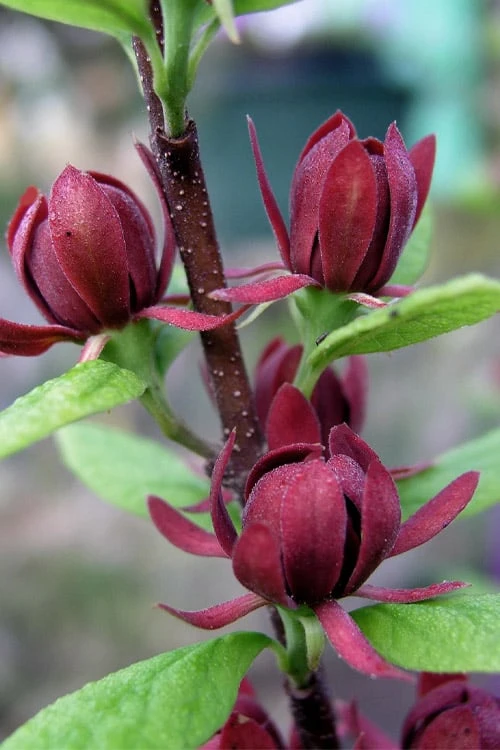 Simply Scentsational Sweetshrub (Calycanthus ) - 2 Gallon Pot - Image 8