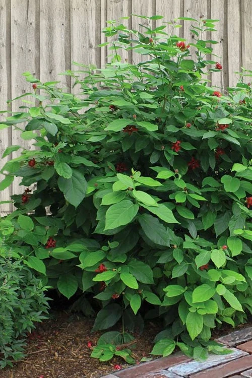Simply Scentsational Sweetshrub (Calycanthus ) - 2 Gallon Pot - Image 7