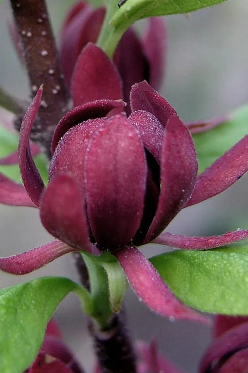 Simply Scentsational Sweetshrub (Calycanthus ) - 2 Gallon Pot - Image 4