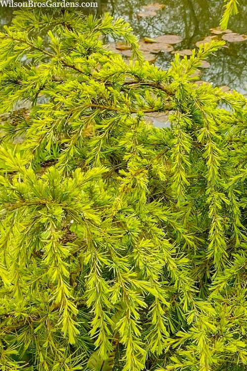 Gold Cascade Deodar Cedar (Single Trunk Topiary Tree)- 7 Gallon Pot - Image 4