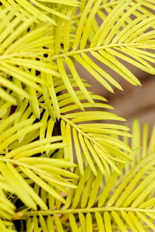 Golden Dragon Plum Yew (Cephalotaxus Harringtonia) - 1 Gallon Pot - Image 6