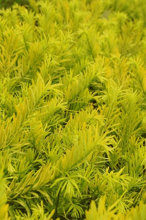 Golden Dragon Plum Yew (Cephalotaxus Harringtonia) - 1 Gallon Pot - Image 4