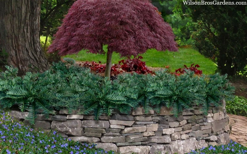Creeping Japanese Plum Yew (Cephalotaxus Harringtonia 'Prostrata') - 2.5 Quart Pot - Image 4