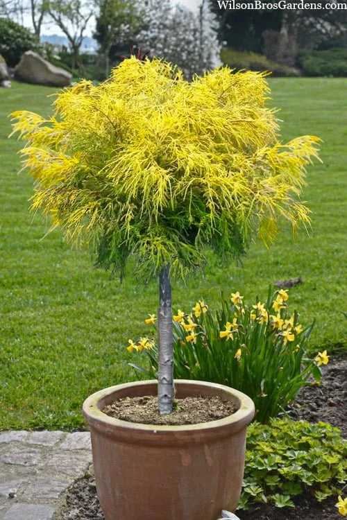 Dwarf Golden Threadleaf Cypress (Single Trunk Topiary Tree) - 6 Gallon Pot