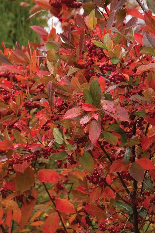 Brilliantissima Aronia (Red Chokeberry) - 3 Gallon Pot - Image 6