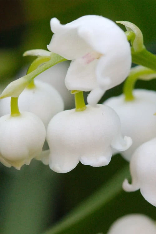 Lily Of The Valley (Convallaria Majalis) - 5 Pack Quart Pots - Image 9