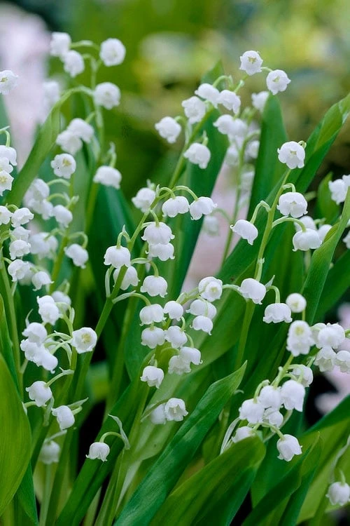 Lily Of The Valley (Convallaria Majalis) - 5 Pack Quart Pots