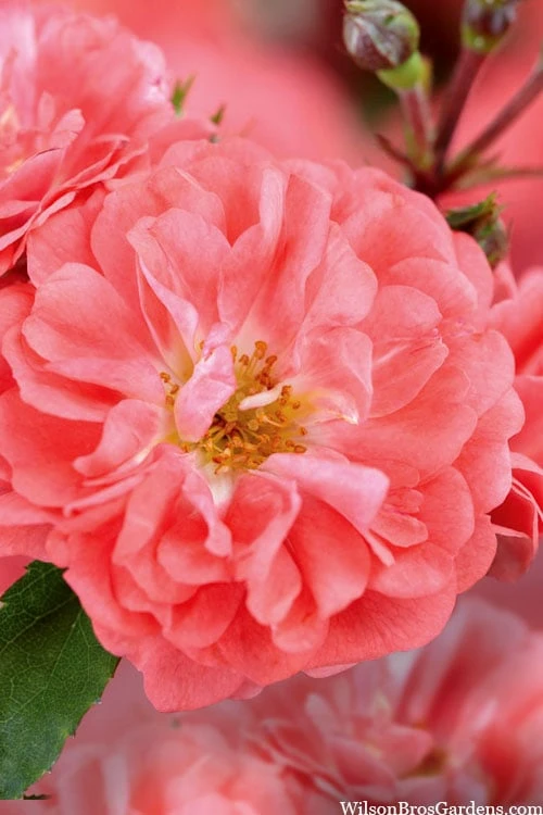 Coral Drift Groundcover Rose - 1 Gallon Pot - Image 4