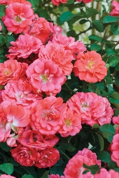 Coral Drift Groundcover Rose - 1 Gallon Pot - Image 6