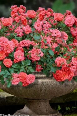Coral Drift Groundcover Rose - 1 Gallon Pot