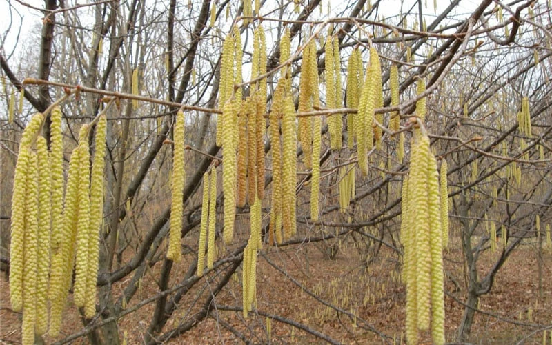 American Hazelnut Filbert (Corylus Americana) - 3 Pack Of 1.5 Quart Pots - Image 5