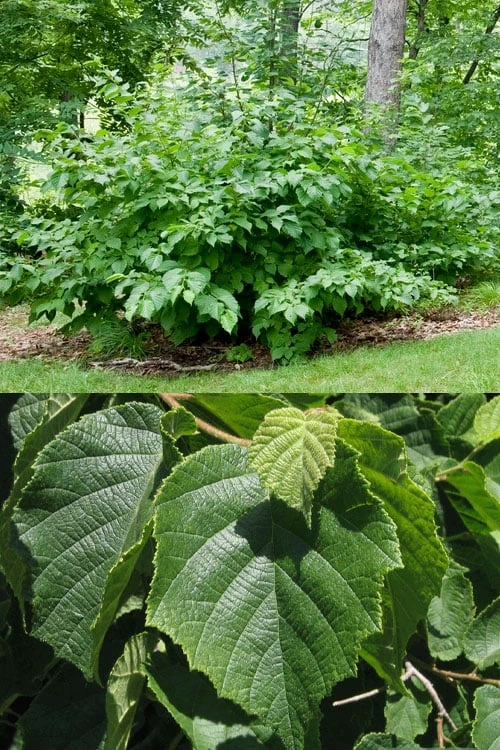 American Hazelnut Filbert (Corylus Americana) - 3 Pack Of 1.5 Quart Pots - Image 4