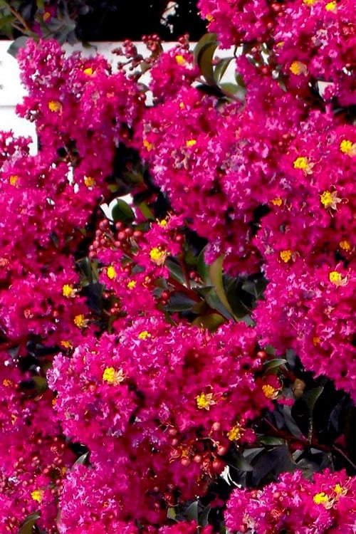 Berry Dazzle Dwarf Crape Myrtle (Single-Trunk Topiary) - 7 Gallon Pot - Image 4
