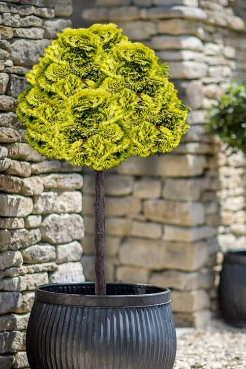 Golden Dwarf Hinoki Cypress (Tree Form Topiary) - Chamaecyparis Obtusa 'Nana Lutea' - 1 Gallon Pot