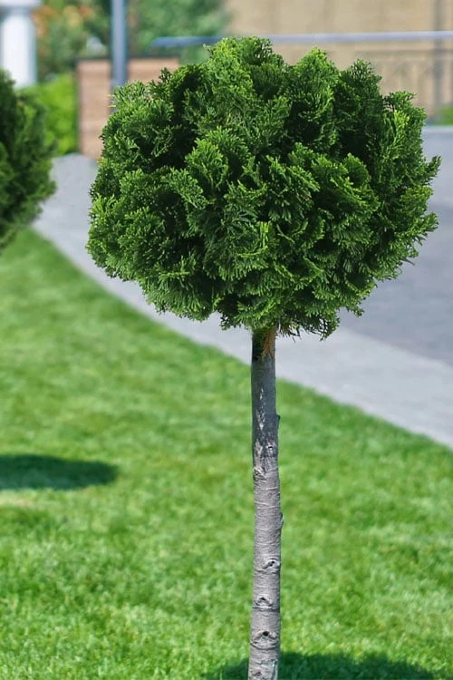 Dwarf Hinoki Cypress Tree (Single Trunk Topiary) - 7 Gallon Pot - Image 4