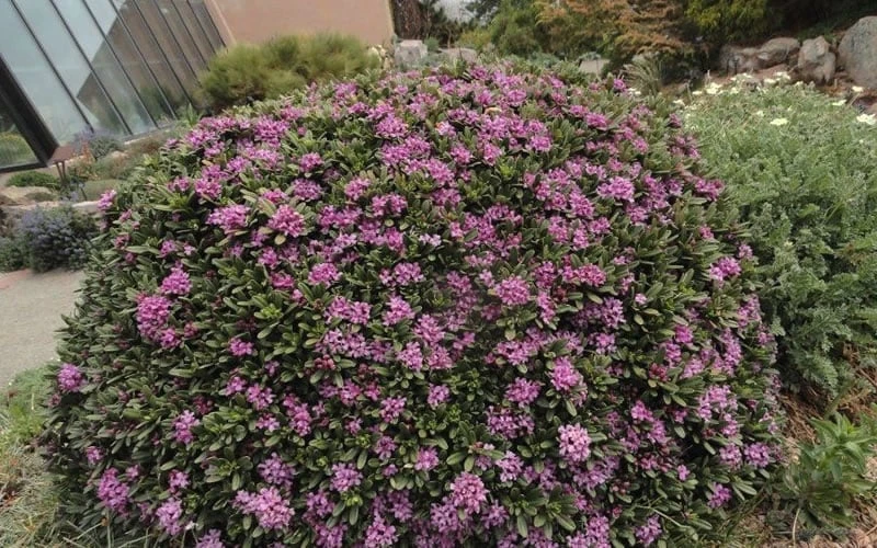 Lawrence Crocker Dwarf Daphne - 1 Gallon Pot - Image 5