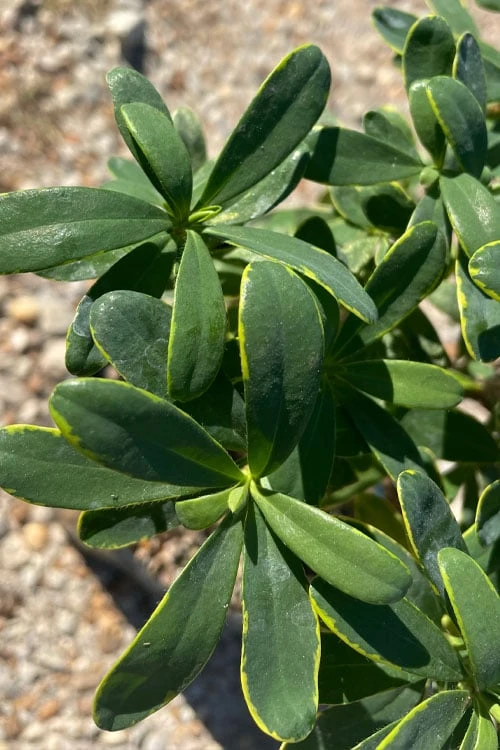 Splash Variegated Summer Daphne - 5 Gallon Pot - Image 4