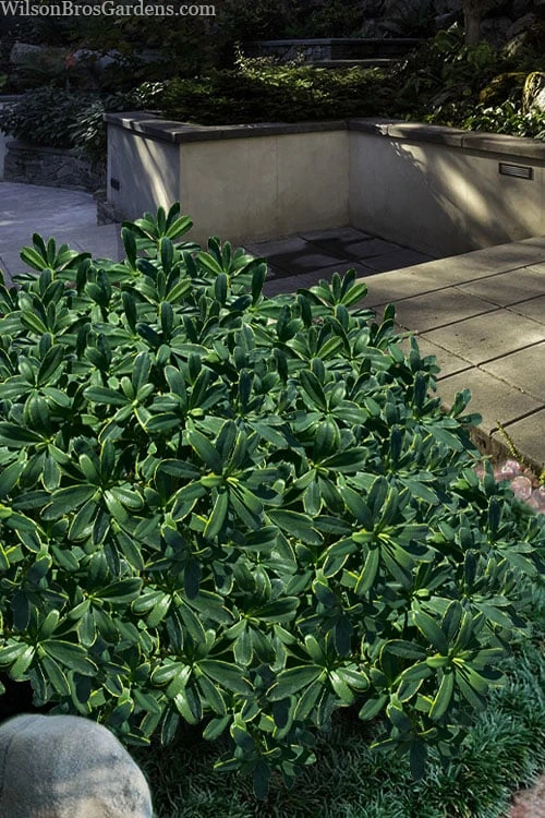 Splash Variegated Summer Daphne - 5 Gallon Pot - Image 5