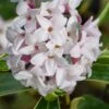Splash Variegated Summer Daphne - 5 Gallon Pot