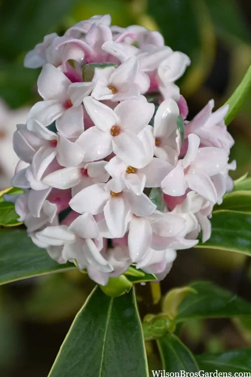 Splash Variegated Summer Daphne - 5 Gallon Pot