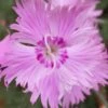 Bath's Pink Dianthus - 5 Pack Of Quart Pots