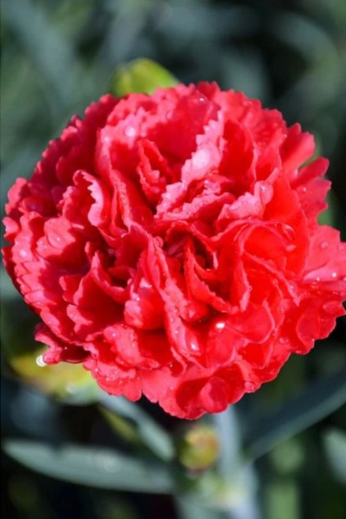 Early Bird Chili Dianthus (Carnations) 1 Gallon Pot - Image 4