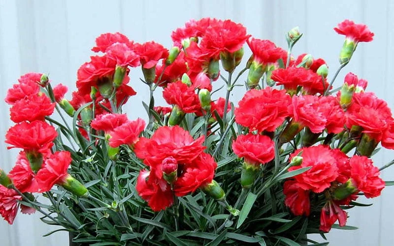 Early Bird Chili Dianthus (Carnations) 1 Gallon Pot - Image 5