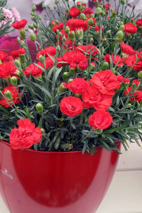 Early Bird Chili Dianthus (Carnations) 1 Gallon Pot