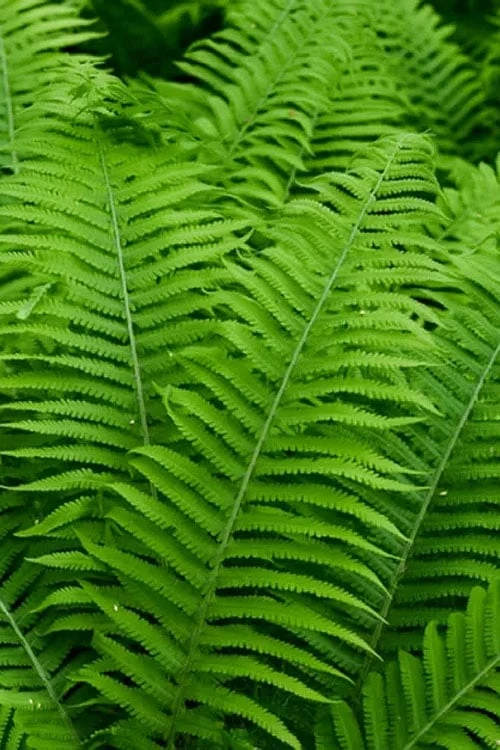 Dixie Wood Fern - Dryopteris Australis - 1 Gallon Pot - Image 4