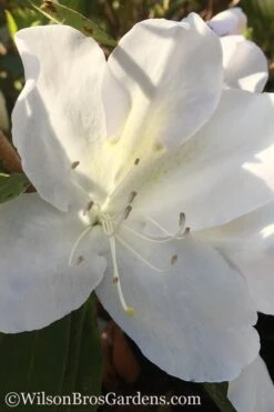 Autumn Lily Encore Azalea - 3 Gallon Pot