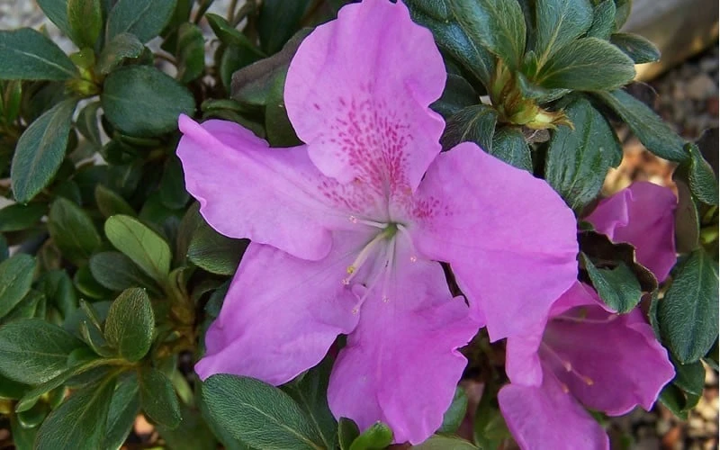 Autumn Lilac Encore Azalea - 3 Gallon Pot - Image 5