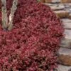 Purple Wintercreeper - Euonymus Fortunei Coloratus - 3 Pack Of Pint Pots