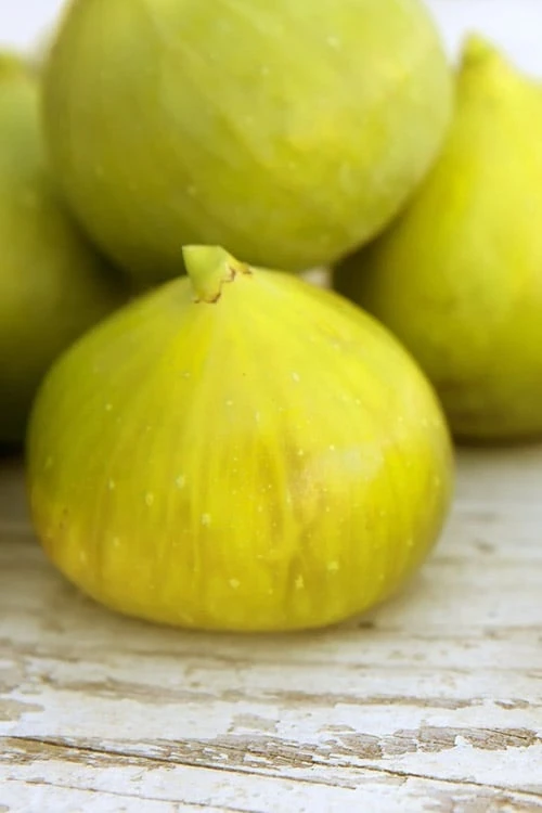 LSU Gold Fig Tree - 3 Gallon Pot - Image 4