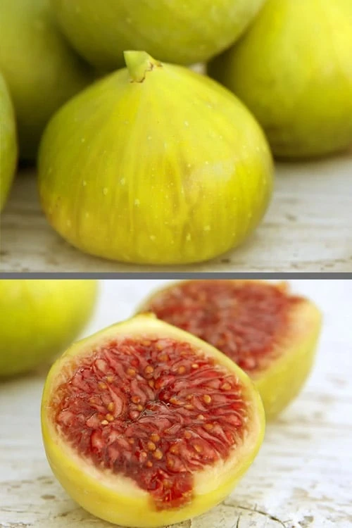 LSU Gold Fig Tree - 3 Gallon Pot