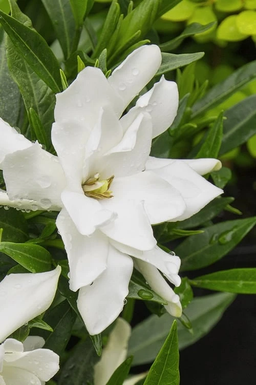 Radicans Creeping Dwarf Gardenia - 3 Gallon Pot - Image 6