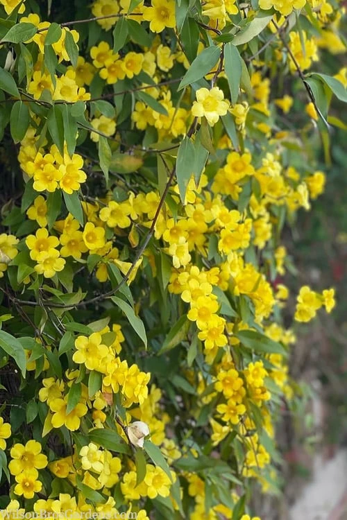 Margarita Cold Hardy Carolina Jasmine Vine (Gelsemium) - 1 Gallon Pot - Image 6