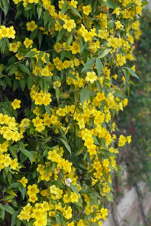 Margarita Cold Hardy Carolina Jasmine Vine (Gelsemium) - 1 Gallon Pot - Image 8