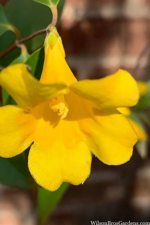 Margarita Cold Hardy Carolina Jasmine Vine (Gelsemium) - 1 Gallon Pot - Image 9
