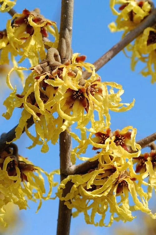 Arnold Promise Witch Hazel - 7 Gallon Pot - Image 5