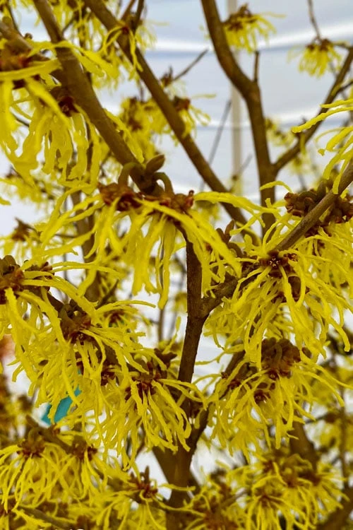 Arnold Promise Witch Hazel - 7 Gallon Pot - Image 7