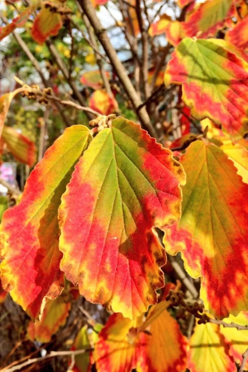 Arnold Promise Witch Hazel - 7 Gallon Pot - Image 9