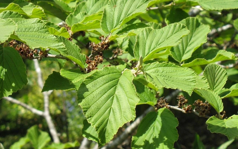 Arnold Promise Witch Hazel - 7 Gallon Pot - Image 10