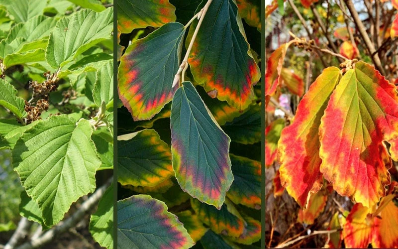 Arnold Promise Witch Hazel - 7 Gallon Pot - Image 6