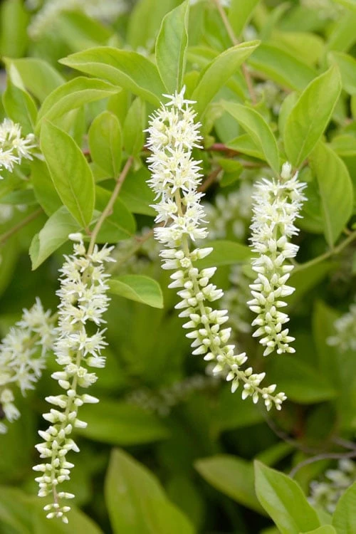 Love Child Sweetspire (Itea) - 3 Gallon Pot - Image 5