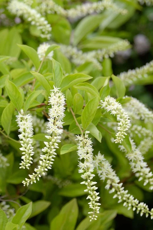 Love Child Sweetspire (Itea) - 3 Gallon Pot - Image 7