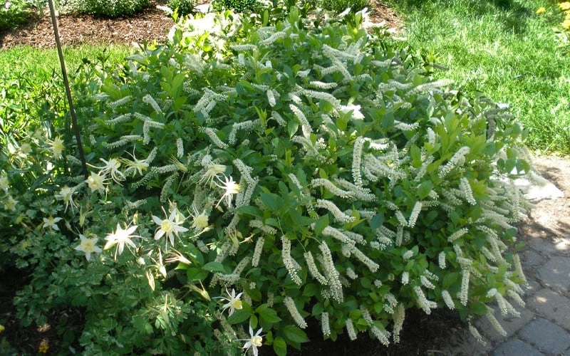 Love Child Sweetspire (Itea) - 3 Gallon Pot - Image 4