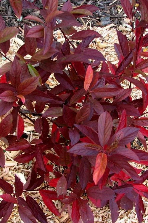 Love Child Sweetspire (Itea) - 3 Gallon Pot - Image 6