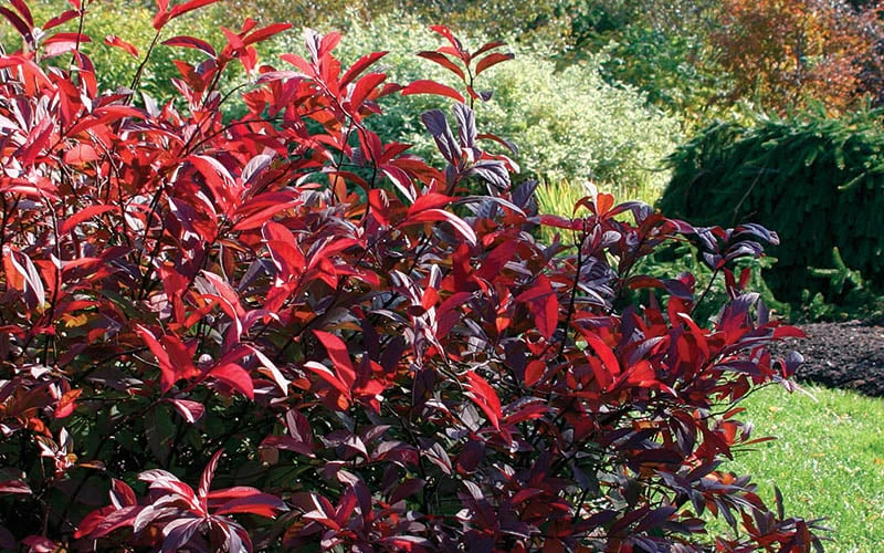 Love Child Sweetspire (Itea) - 3 Gallon Pot - Image 8