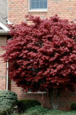 Bloodgood Red Leaf Japanese Maple - 3 Gallon Pot