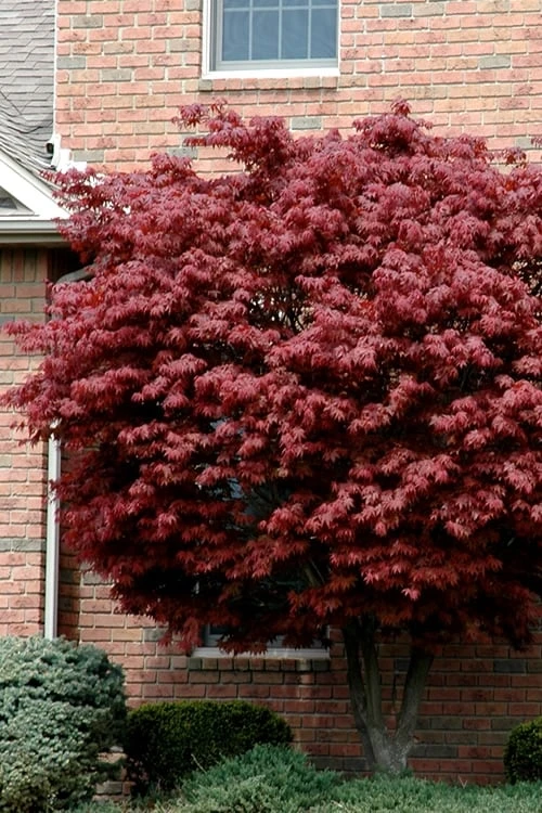 Bloodgood Red Leaf Japanese Maple - 1 Gallon Pot